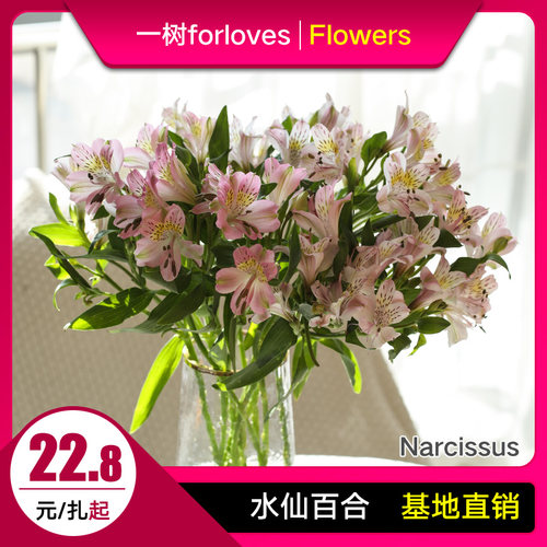 水仙鲜花价格 水仙鲜花图片 星期三