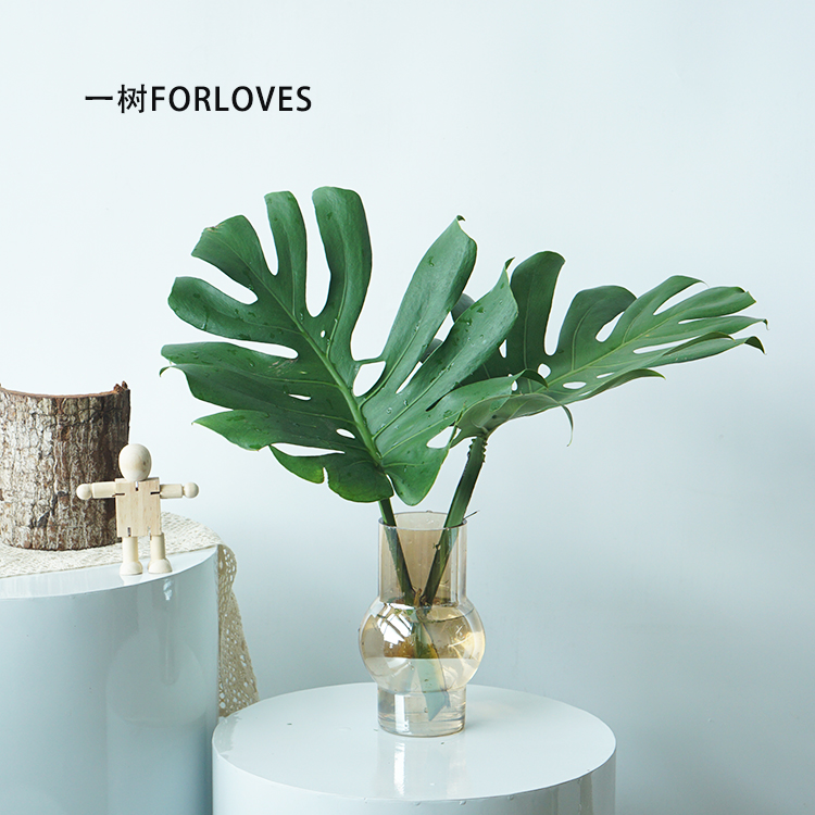 龟背叶桔叶天使叶水培云南直发