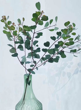 一树|尤加利叶 苹果叶小米果ins风森系鲜花干花配叶 云南直发顺丰