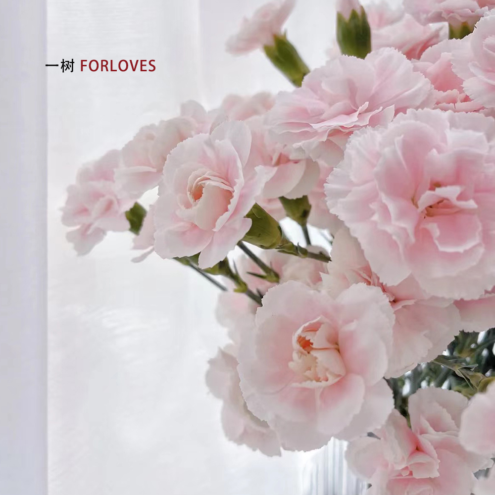 多头康乃馨母亲节鲜切花