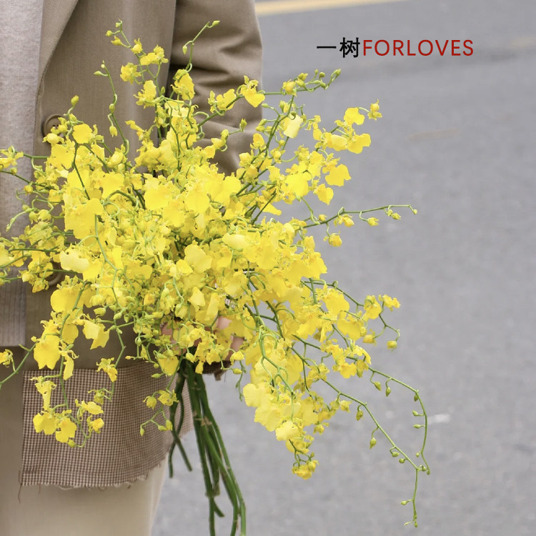 跳舞兰鲜花花期长易养护云南直发