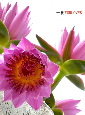 一树|睡莲鲜花云南基地直发紫色香槟色水养插花鲜花速递顺丰空运