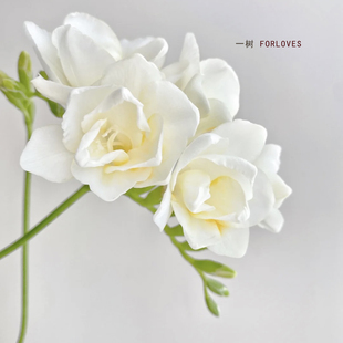 一树|香雪兰小苍兰鲜花 高级香花期长水养瓶插 云南直发顺丰包邮