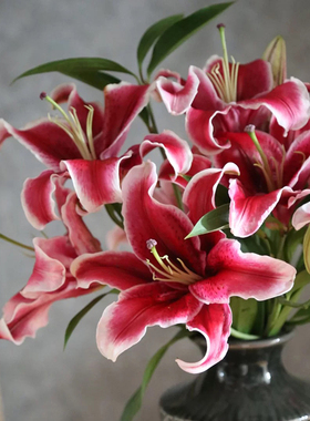 一树|香水百合鲜花 黑美人 黄天霸 唇彩A级水养插花云南直发顺丰