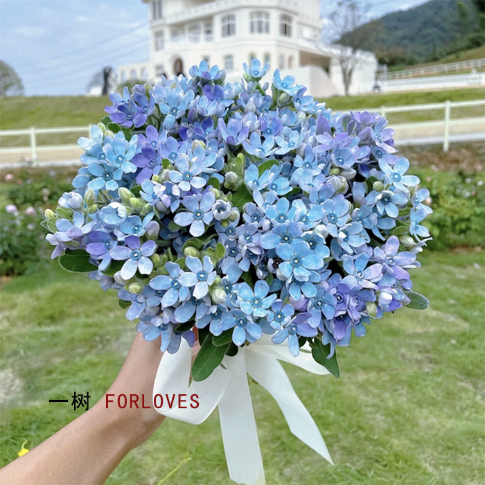 蓝星花鲜花清新可爱云南直发顺丰