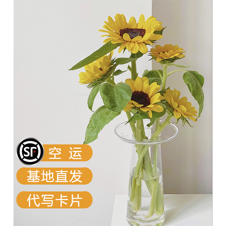 向日葵鲜花太阳花泰迪奶油油画