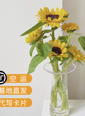 一树|向日葵鲜花花束重瓣泰迪/奶油油画向日葵送祝福基地直发顺丰