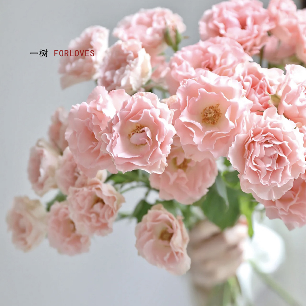 多头玫瑰鲜花AB级稀有品种云南发