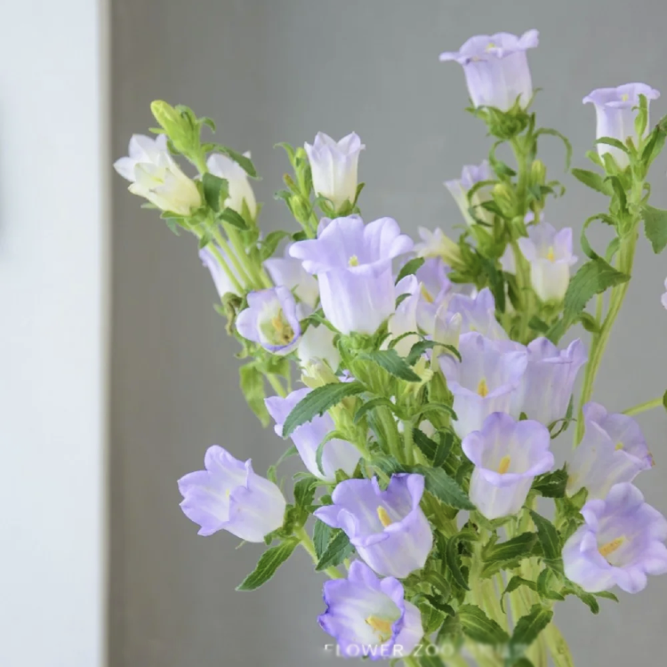 一树|风铃花鲜花风铃草铃铛花期长水养插花云南直发 鲜花速递顺丰