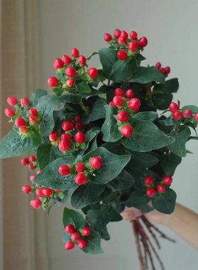 一树|红豆火龙珠 相思豆鲜花期长水养插花云南直发 任意2扎顺丰空