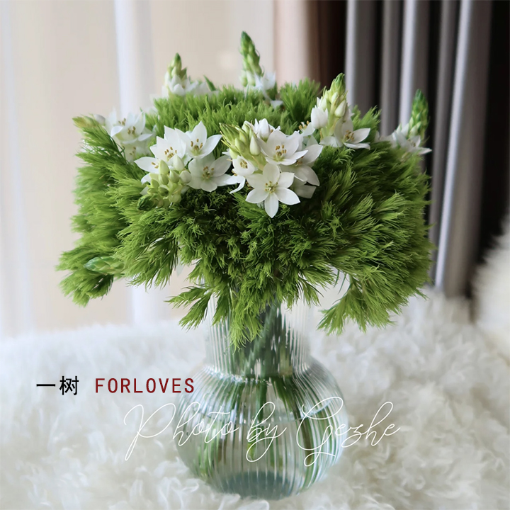 绿毛球绿石竹鲜花花期长云南直发