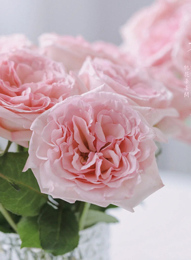 一树|AB级荔枝玫瑰鲜花稀有白色粉色插花云南直发 任意2扎顺丰