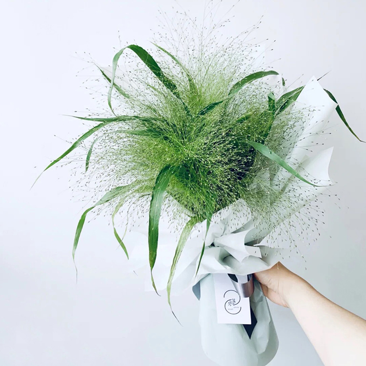 喷泉草/小盼草/翠扇粉黛鲜花配草