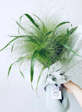 一树|喷泉草鲜花粉黛 小盼草鼠尾草翠扇鲜花配草配叶