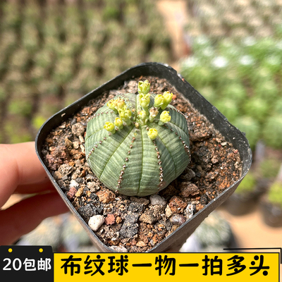 实生布纹球仙人球一物一拍
