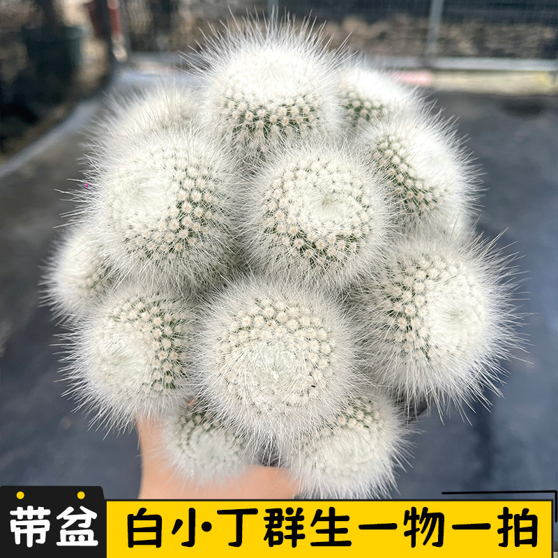 白小丁群生多头仙人球一物一拍大颗白毛软刺仙人球开花好养盆栽