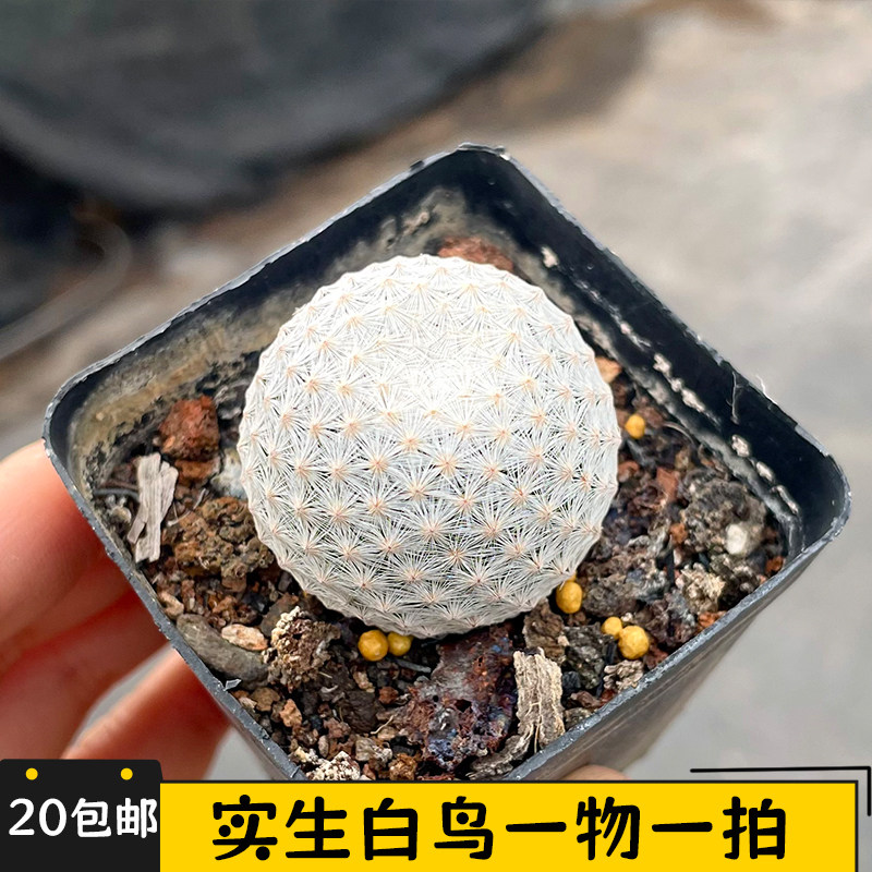 白鸟仙人球实生一物一拍图片