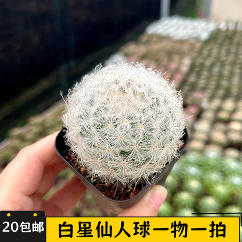 白星仙人球一物一拍不扎手软毛