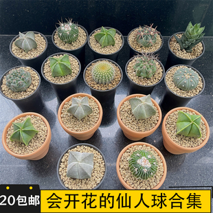 开花仙人球合集实生新手好养套餐仙人掌多肉植物红太阳小盆栽绿植