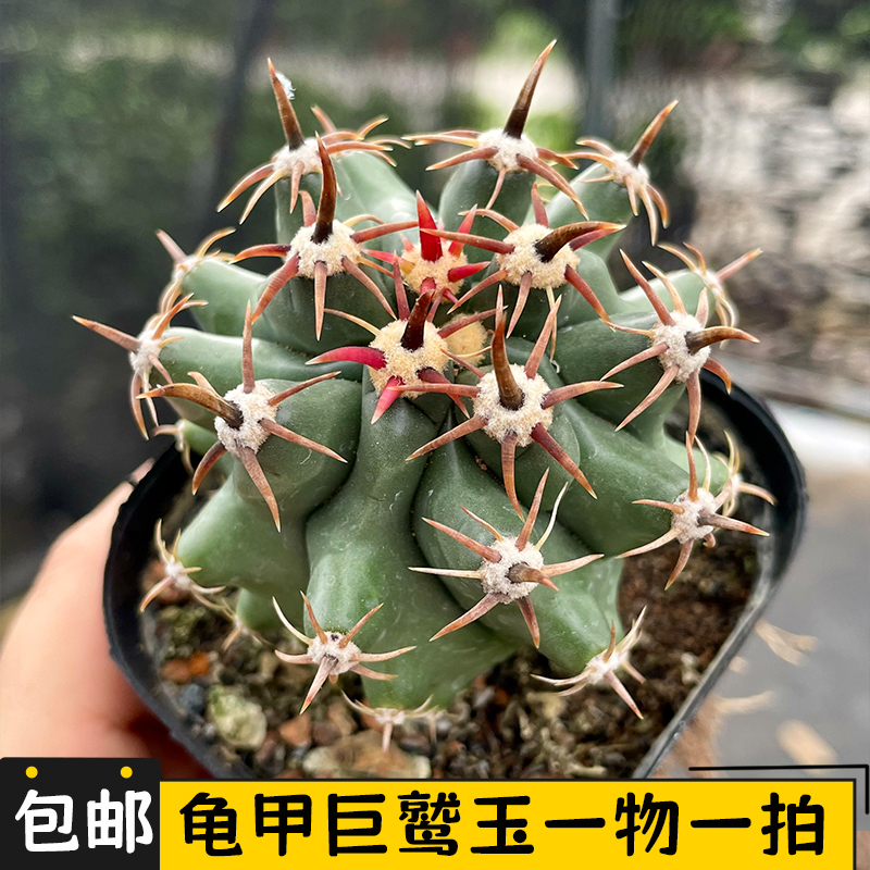 龟甲巨鹫玉仙人球实生一物一拍