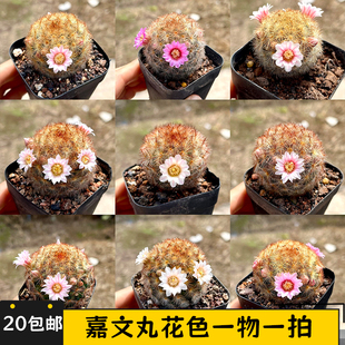 嘉文丸仙人球一物一拍多头实生仙人掌开花好养乳突球属阳台小盆栽