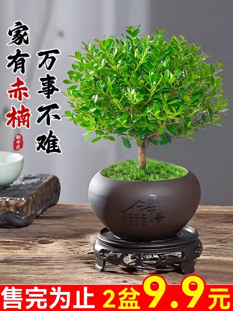 小叶赤楠老桩植物微景观水培办公室内桌面绿植小盆栽四季好养紫檀