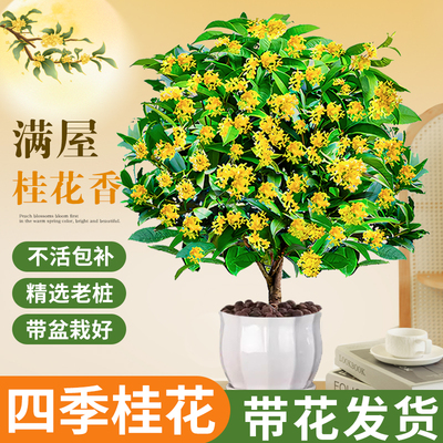 四季桂花盆栽树苗丹金水培