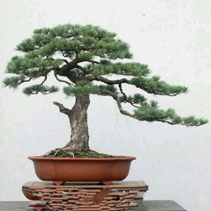 红豆杉盆景