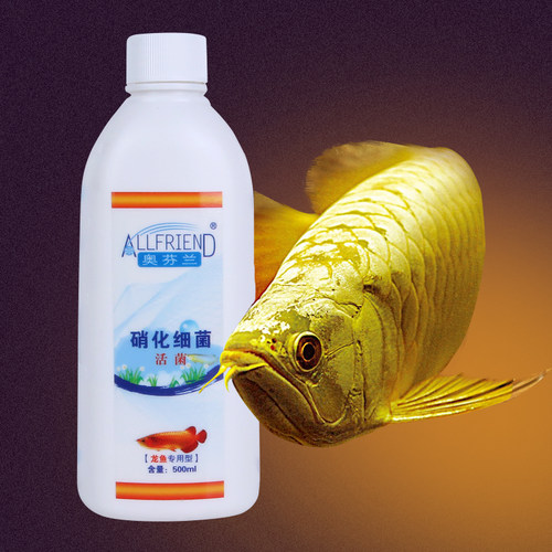 龙鱼专用鱼缸消化菌赤血红龙鱼超