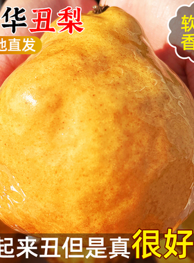 中华丑梨山东烟台莱阳软糯香甜啤梨子孕妇水果新鲜当季整箱4.5斤