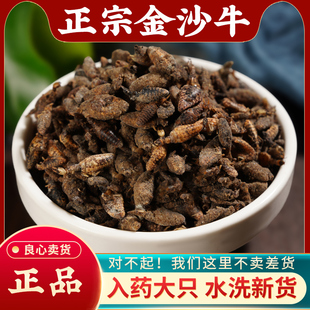 天然野生金沙牛中药材10g无硫水洗干净倒退虫蚁狮地枯牛正品干货
