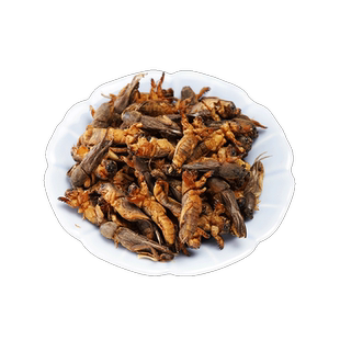 蝼蛄中药500g新货蝼蛄干东北野生蝲蝲蛄干地拉蛄天蝼土狗子蝼蛄粉