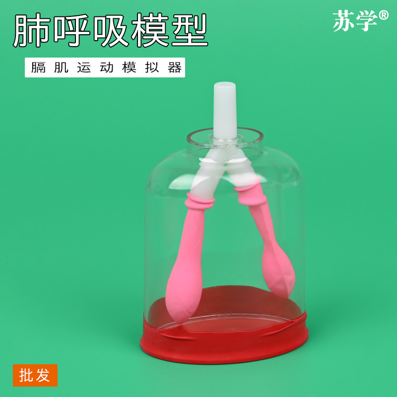 肺呼吸模型膈肌运动模拟器