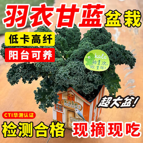 南羽衣甘蓝盆栽原盆原土可食用懒人植物家庭阳台庭院