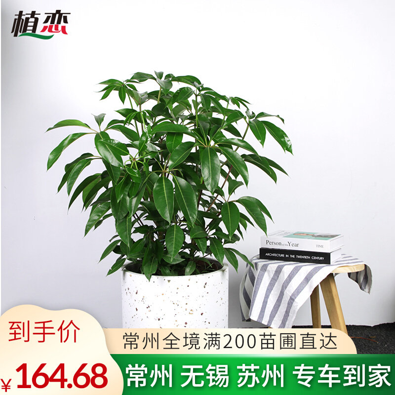 保罗绿植图片,保罗绿植_大山谷图库