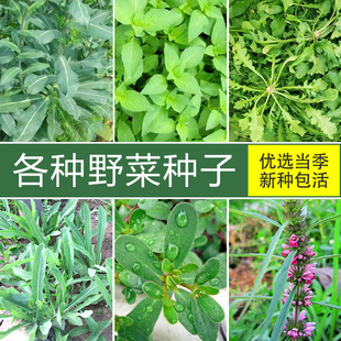 各种野菜青菜种子种籽孑蔬菜荠菜香菜荆芥苋菜紫苏大全菜苗菜种
