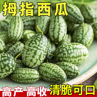 拇指西瓜种子种籽四季高产母子手指西瓜子水果种庭院阳台盆栽种子