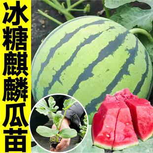 山东寿光冰麒麟西瓜秧苗红黄8424懒汉红玉甜王西瓜种子四季庭院籽