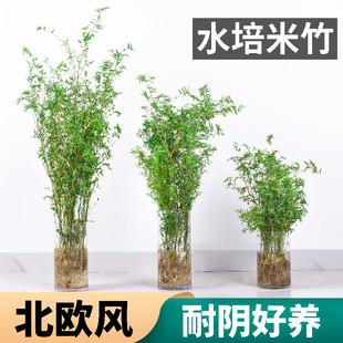 水培米竹带根竹子盆栽绿植物室内客厅水养南天竹小型凤尾观赏竹苗