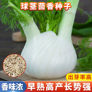 四季球茎茴香种子种球结球割茬小茴香籽菜种籽大头回香种盆栽家庭