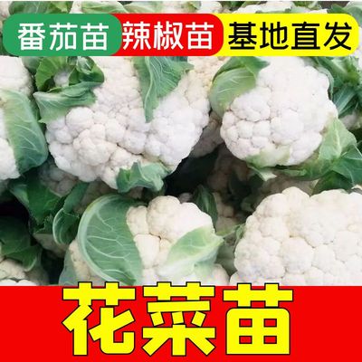 高产菜花秧苗青梗松子春秋