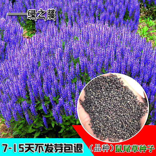 蓝花鼠尾草种子 多年生园林景观种子 工程庭院花卉四季易种 包邮