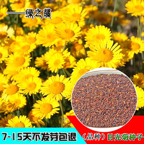 日光菊种子赛菊芋种籽庭院花海盆栽园艺绿植春秋播耐寒多年生花草