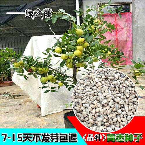 青枣台湾大青枣冬枣梨枣黑枣大雪枣灰枣大王枣金丝枣红枣树种子