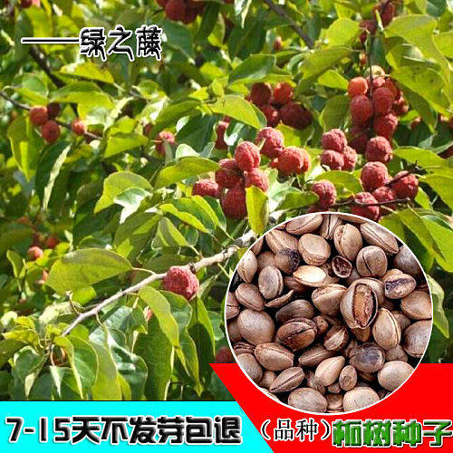 柘树苗珍贵柘树种子南通如皋柞榛野生柘树柞榛苗柞榛小苗 柞榛树