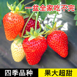 大株奶油草莓苗四季盆栽冬季种籽子红颜秧苗带盆阳台新苗结果种子