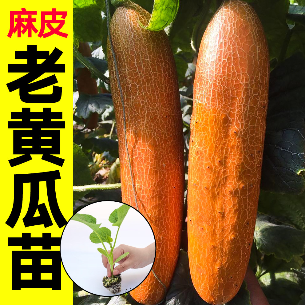 早熟麻皮老黄瓜苗秧抗病黄皮大黄瓜种子寿光四季蔬菜全雌水果黄瓜