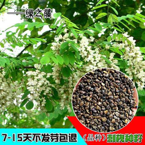 优质灌木刺槐种子洋槐树种子白花槐树多年生绿化护坡固土草种籽