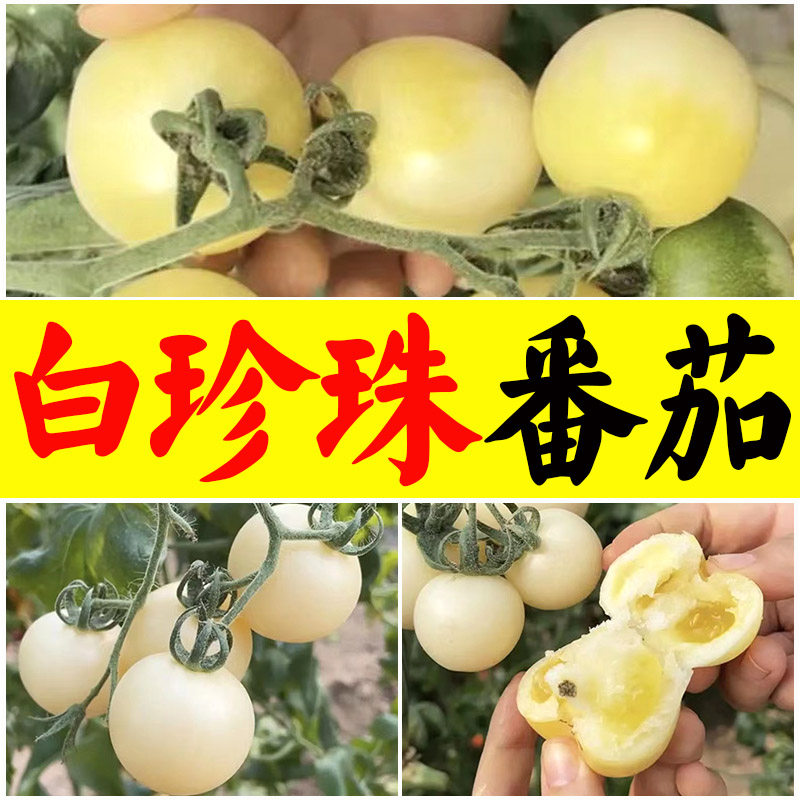 白珍珠樱桃番茄白番茄种苗四季白西红柿种子籽西春季秋季蔬菜种孑