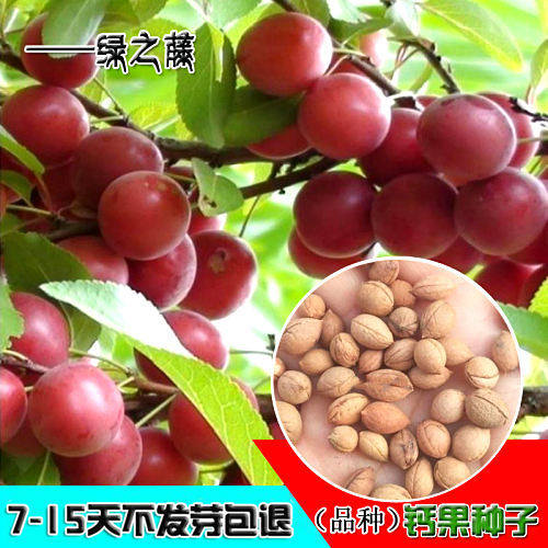 中华钙果树种子补钙之星山梅子小李仁牛李可食用钙果树苗种子包邮
